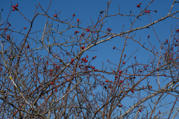 Wild Dog Rose berries (Rosa Canina), growing on bush.