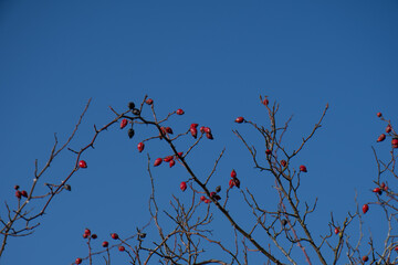 Wild Dog Rose berries (Rosa Canina), growing on bush.