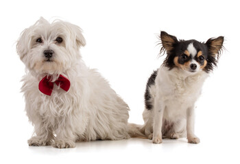 Adorable Maltese bichon with chihuahua sitting