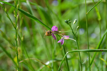 Es una abeja comiendo polen de una flor de color lila
