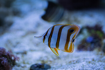 Fototapeta na wymiar Nahaufnahme von einen Kupferstreifen-Pinzettfisch beim schwimmen im Aquarium mit glänzenden Schuppen
