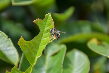 Abeja cortando un trozo de hoja