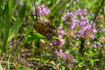 Fototapeta premium Butterfly Argynnis on pink flowers Thymus serpyllum (Breckland thyme, wild thyme, creeping or elfin thyme)