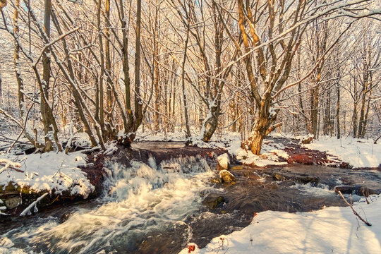 Fast forest streams in the spring forest. The melting snow filled the channels with water. Joyful mood of early spring