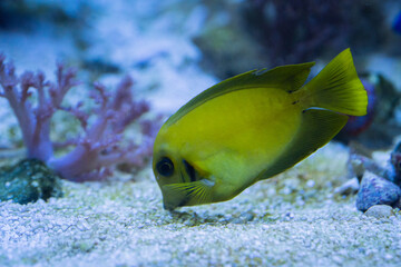 Gelber Acanthurus pyroferus, Doktorfisch beim Schwimmen zwischen den Korallen beim fressen