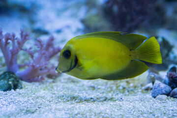 Fototapeta na wymiar Gelber Acanthurus pyroferus, Doktorfisch beim Schwimmen zwischen den Korallen