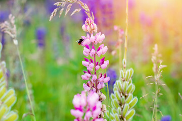 closeup of bumblebee on lupine flowers on meadow at sunset on a warm summer day  Summer flowers.  Summertime  Space for text