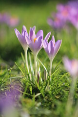 Krokusse