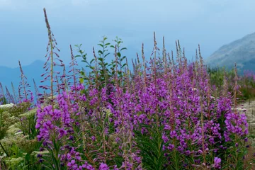 Fotobehang Les fleurs violettes sur montagne © nada12