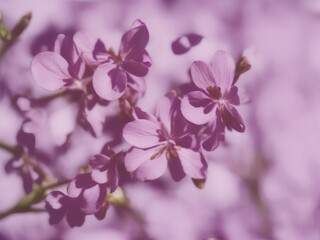 macro image of spring lilac violet flowers abstract soft floral background