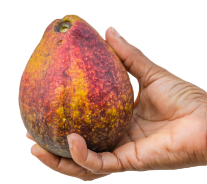 Ripe Avocado Pear In Hand - Powered by Adobe