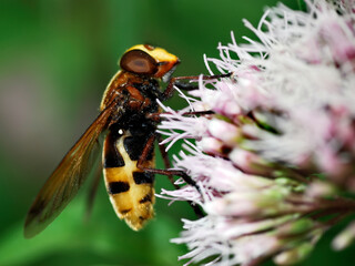 Macro of hornet mimic hoverfly (Volucella zonaria) feeding on flower and seen from profile