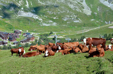 Brown cows grazing in the French Alps in Savoie department  and the village La Plagne in the background