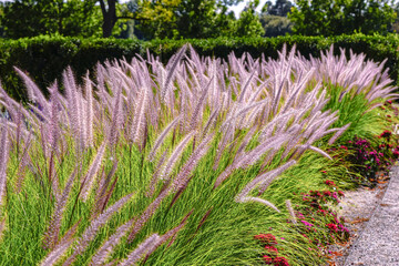 A pretty patch of blooming Fountain Grass at Washington Park Flower Gardens in Denver, Colorado.