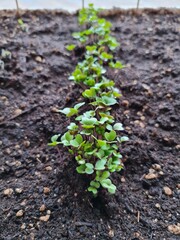 sprout on the ground