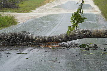 This tree fell onto the roadway just before arriving at this location. If the heavy tree had hit...