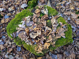 Leaves in a woodland in autumn