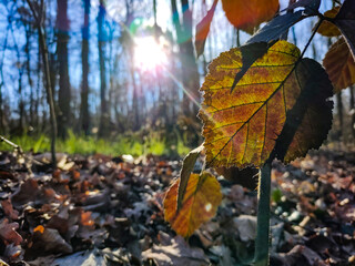 Close-up of a leaf in a woodland in autumn