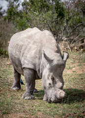 Obraz premium White Rhinoceros (Ceratotherium Simum) in Kruger National Park, South Africa