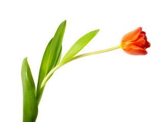 A single blooming Tulip
