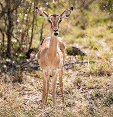 Naklejka na ściany i meble Female Impala (Aepyceros Melampus) portrait in Kruger National Park, South Africa