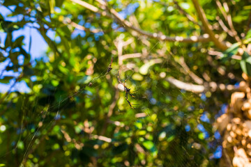 Eastern Golden Orb-Weaving Spider