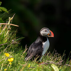 atlantic puffin in Iceland