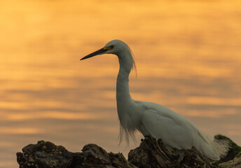 Fotografía de una garza blanca (Ardea Alba) en búsqueda de alimento al amanecer en el río en Tuxpan, Veracruz, México.
