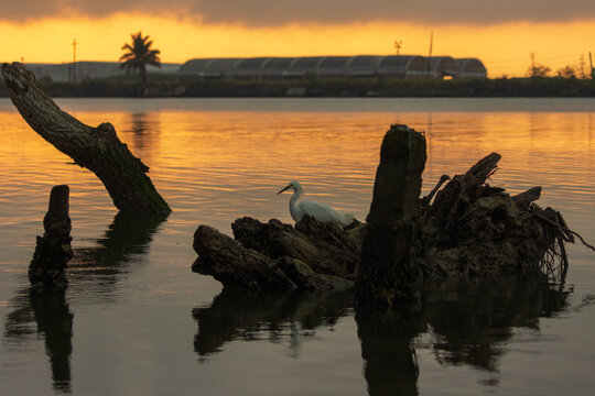 Fotografía de una garza blanca (Ardea Alba) en búsqueda de alimento al amanecer en el río en Tuxpan, Veracruz, México.
