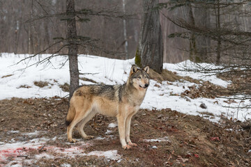 Grey Wolf (Canis lupus) Stands on Hill With Bloody Ground Winter
