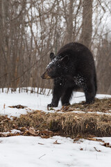 Black Bear (Ursus americanus) Looking Left Covered in Snow Winter