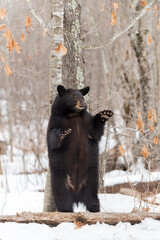 Black Bear (Ursus americanus) Scratches Back Against Tree Paws Up Winter