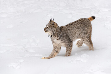 Canadian Lynx (Lynx canadensis) Looks Up to Left Back Paw Up Winter