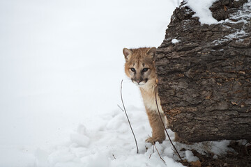 Female Cougar (Puma concolor) Looks Around End of Log Winter