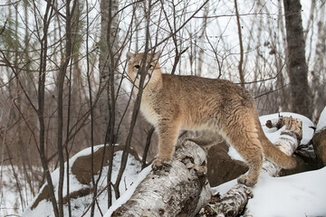 Female Cougar (Puma concolor) Stands Behind Brush Atop Log Winter