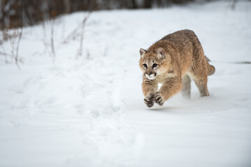 Female Cougar (Puma concolor) Runs Forward Paws Together Winter