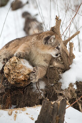 Female Cougar (Puma concolor) Sharpening Claws Leans Right Winter