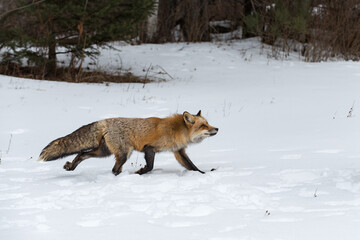 Red Fox (Vulpes vulpes) Runs Right Looking Up Winter