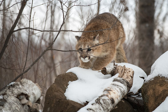 Female Cougar (Puma concolor) Pounces Forward Behind Brush Winter