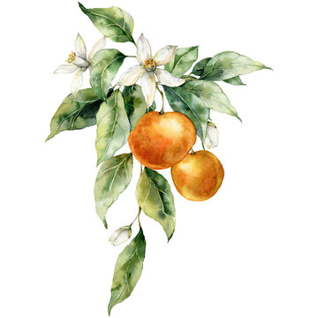 Watercolor tropical bouquet of ripe oranges, flowers and leaves. Hand painted branch of fresh fruits isolated on white background. Tasty food illustration for design, print, fabric, background.