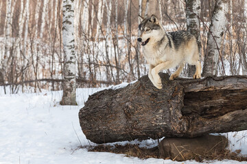 Grey Wolf (Canis lupus) Jumps Off Log Front Paws Together Winter
