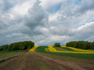 Young green cereals. Plowed fields.  Blooming rapeseed. Low shining sun illuminating fields, field margins, trees and bushes. Clouds. Roztocze. Eastern Poland.