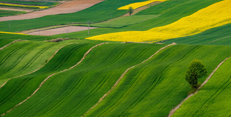 Young green cereals. Plowed fields.  Blooming rapeseed. Low shining sun illuminating fields, field margins, tree. Roztocze. Eastern Poland.