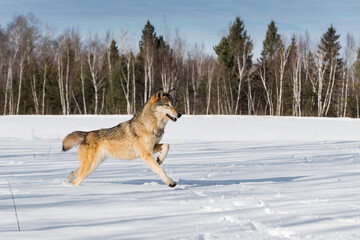 Grey Wolf (Canis lupus) Runs Across Snowy Field Front Paw Up Winter