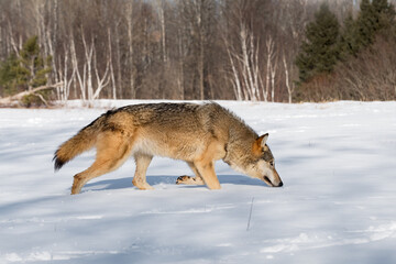 Fototapeta na wymiar Grey Wolf (Canis lupus) Steps Through Snow Nose Down Winter