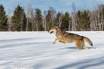 Grey Wolf (Canis lupus) Leaps Left Across Snowy Field Winter