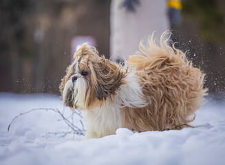 shih tzu dog runs in the forest in winter