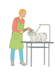 women groomer preparing small dog for dog show