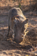 Wild boars in the african savannah