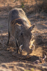 Wild boars in the african savannah
